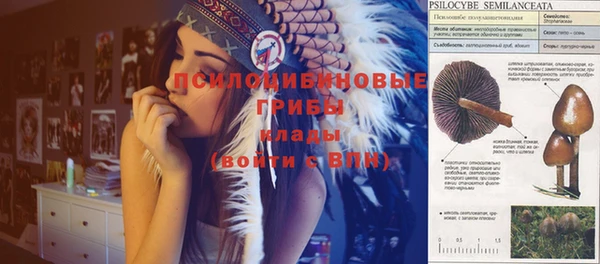 сатива Абаза